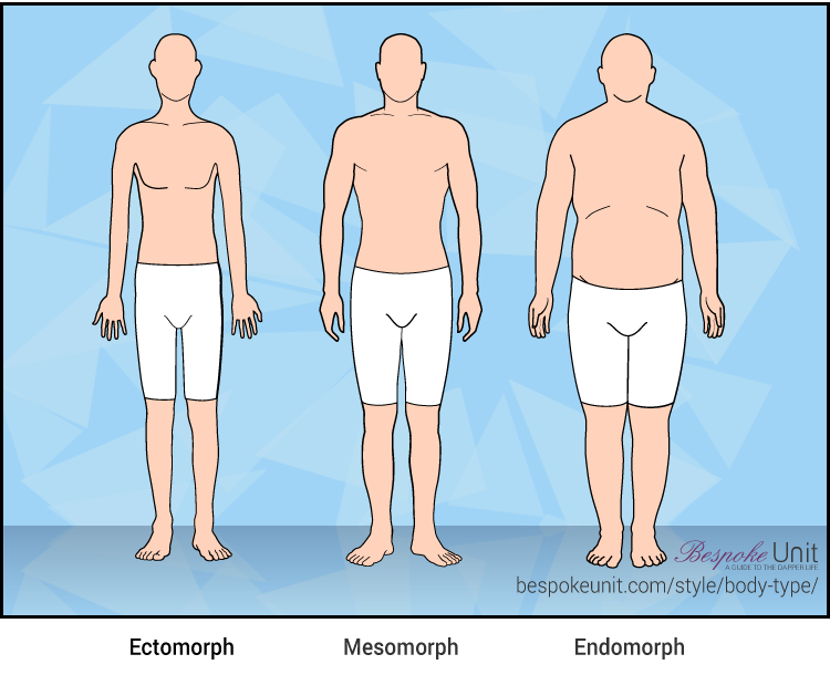 Typologie postav muži podle fyzických dispozic mesomorf ektomorf endomorf